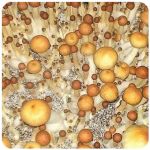 Псилоцибиновые (галлюциногенные)  грибы Psilocybin "Golden Teacher" в Новопавловске