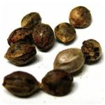 Семена марихуаны АК-47  (Seeds AK-47) в Новопавловске